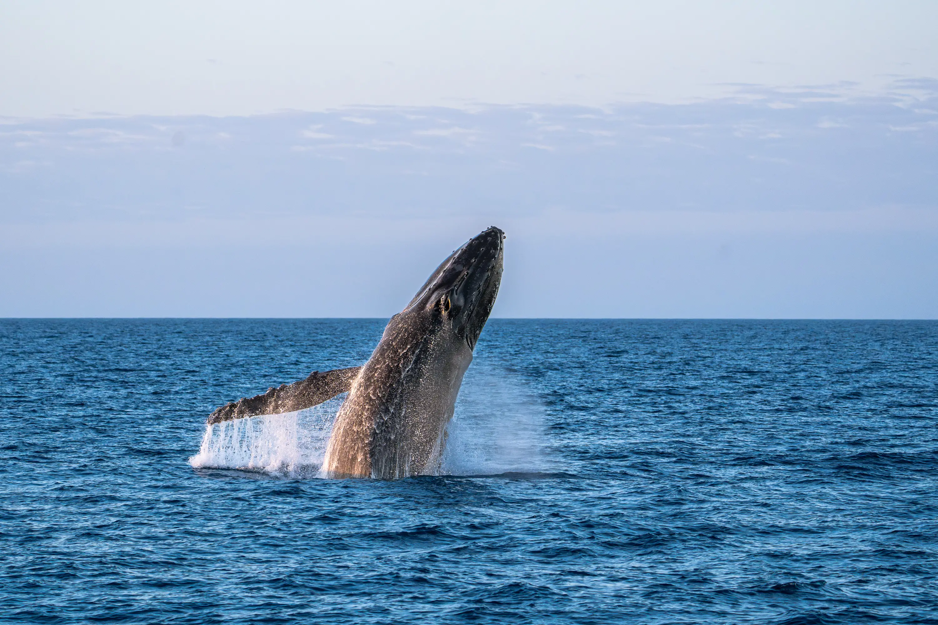 Humpback whale breaching from the ocean near Ningaloo Reef, Western Australia.