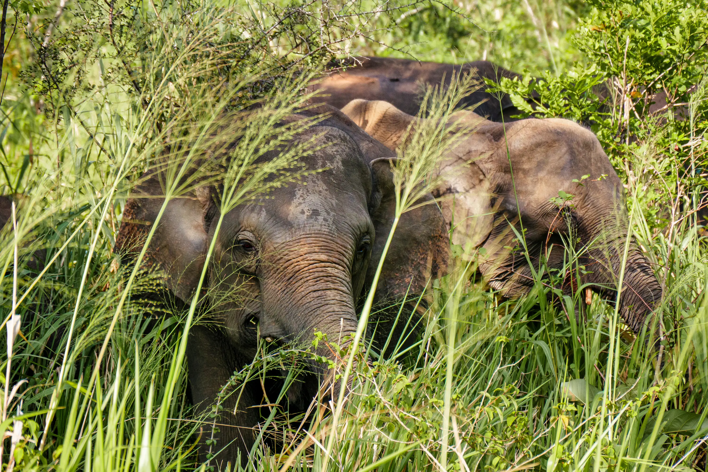 Asian elephants foraging in tall grass in Sri Lanka’s lush jungle habitat.