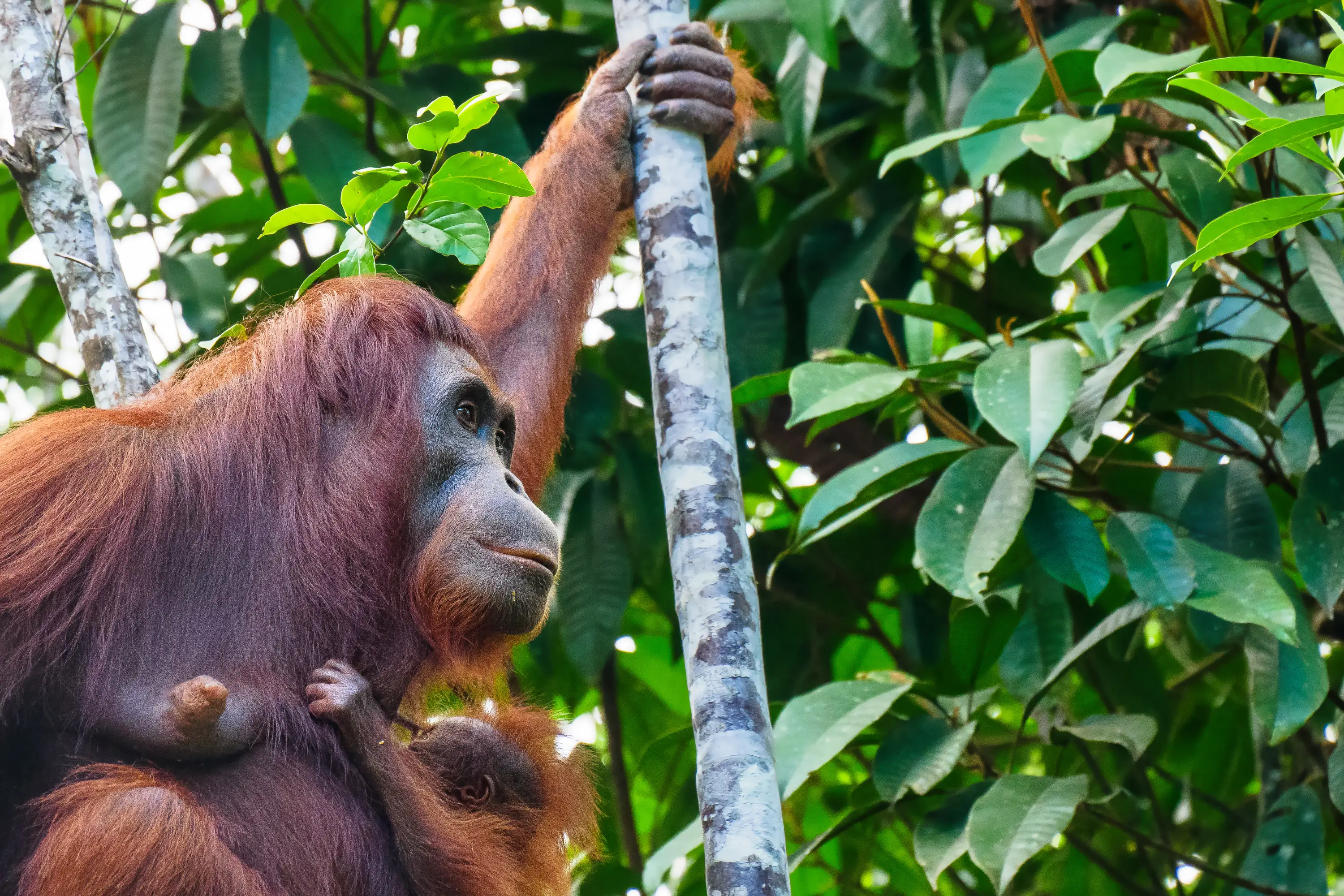 Bornean orangutan mother holding her baby among rainforest trees in Borneo.
