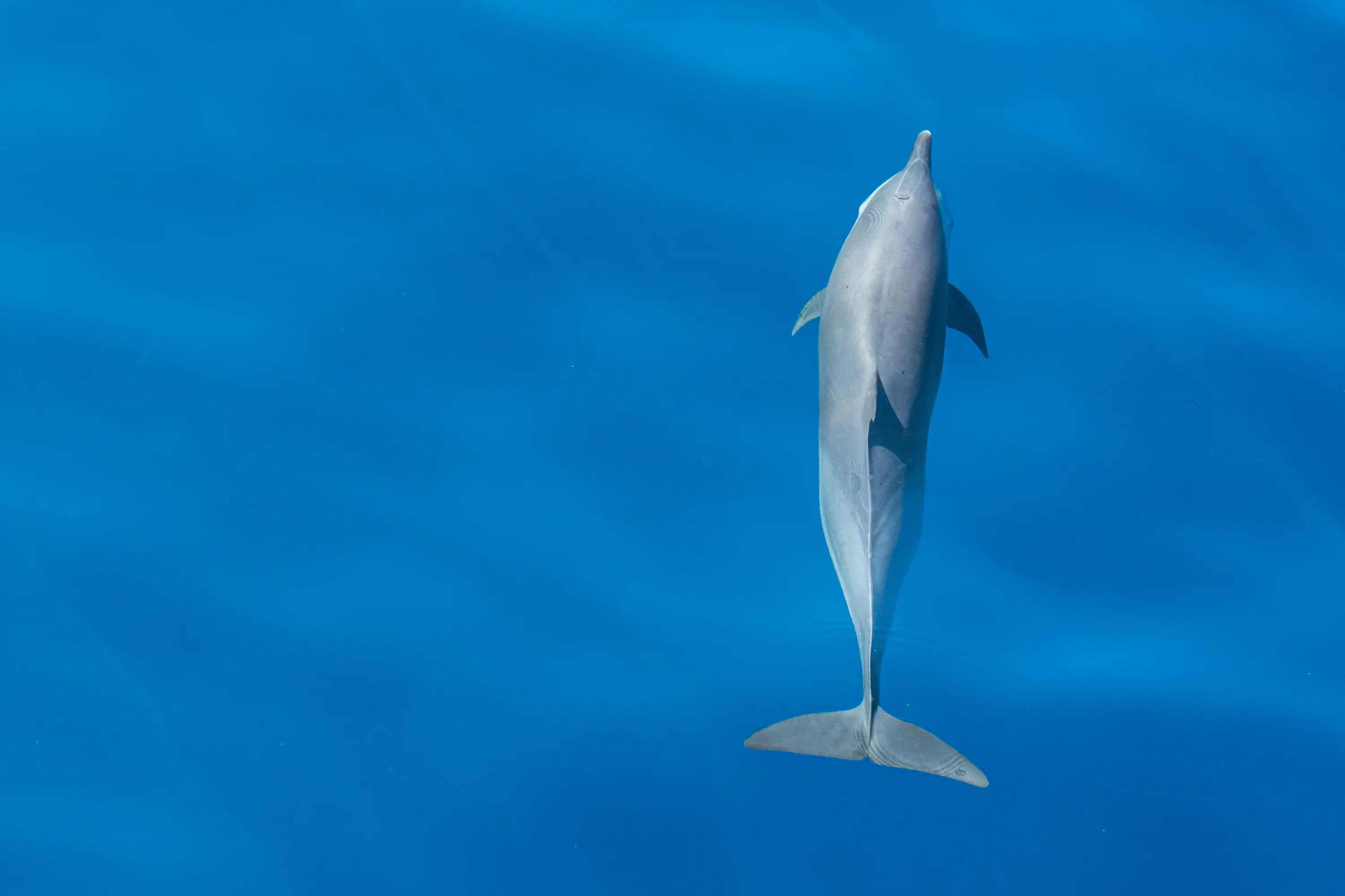 Bottlenose dolphin gliding through crystal clear water in Sri Lanka.