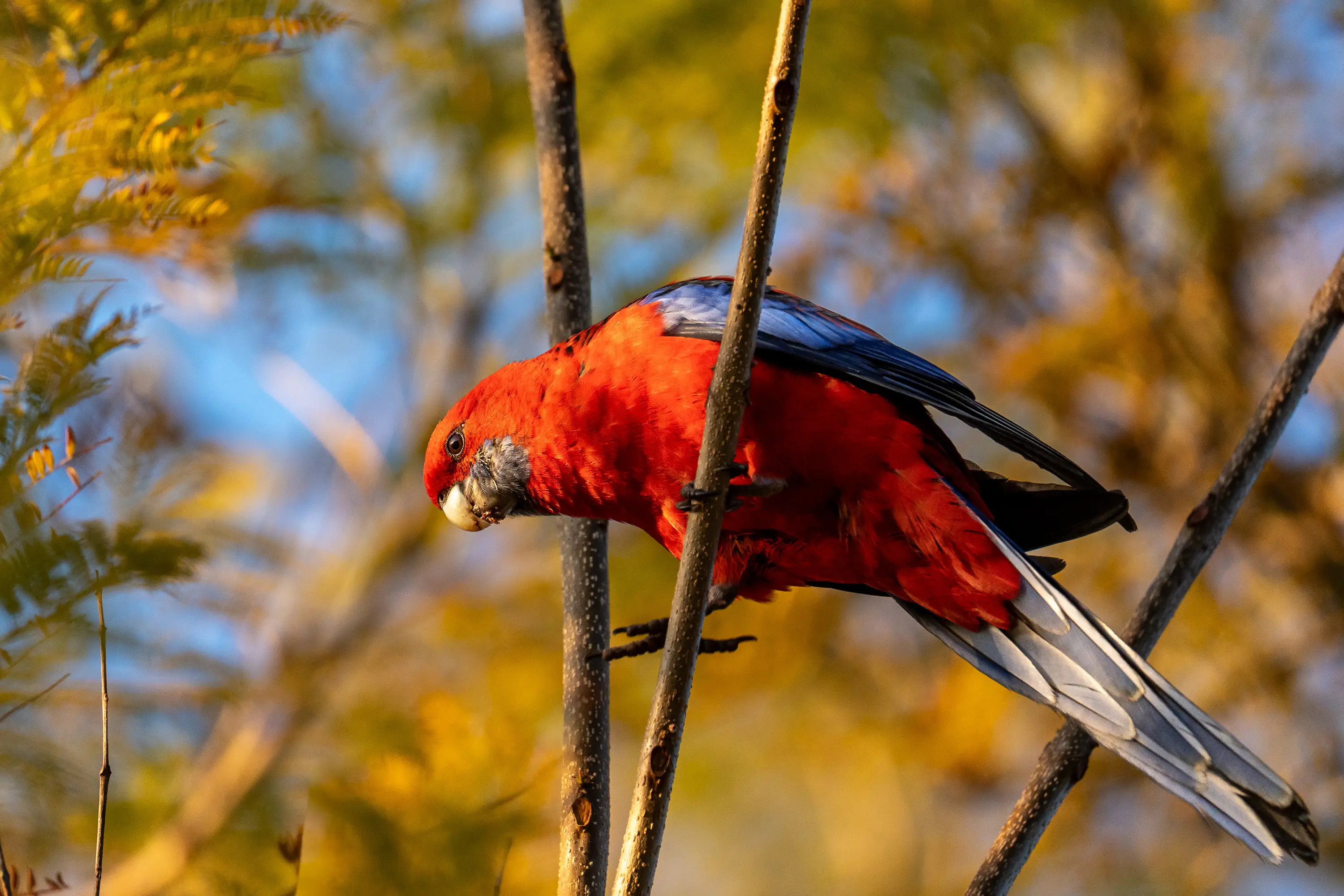 Crimson rosella perched on a branch surrounded by golden autumn light in Australia.