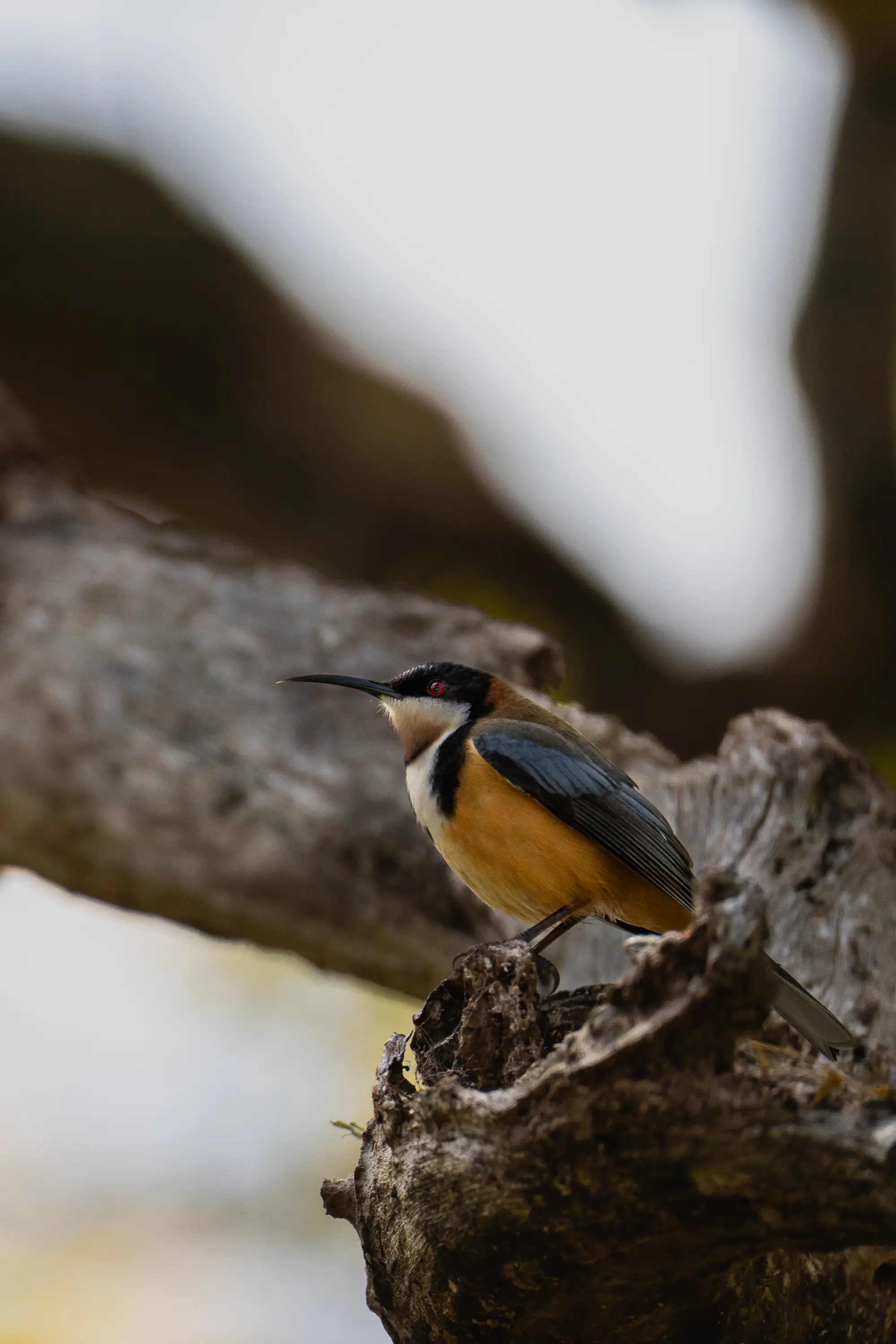 Eastern spinebill resting on a gnarled tree branch in native Australian forest.