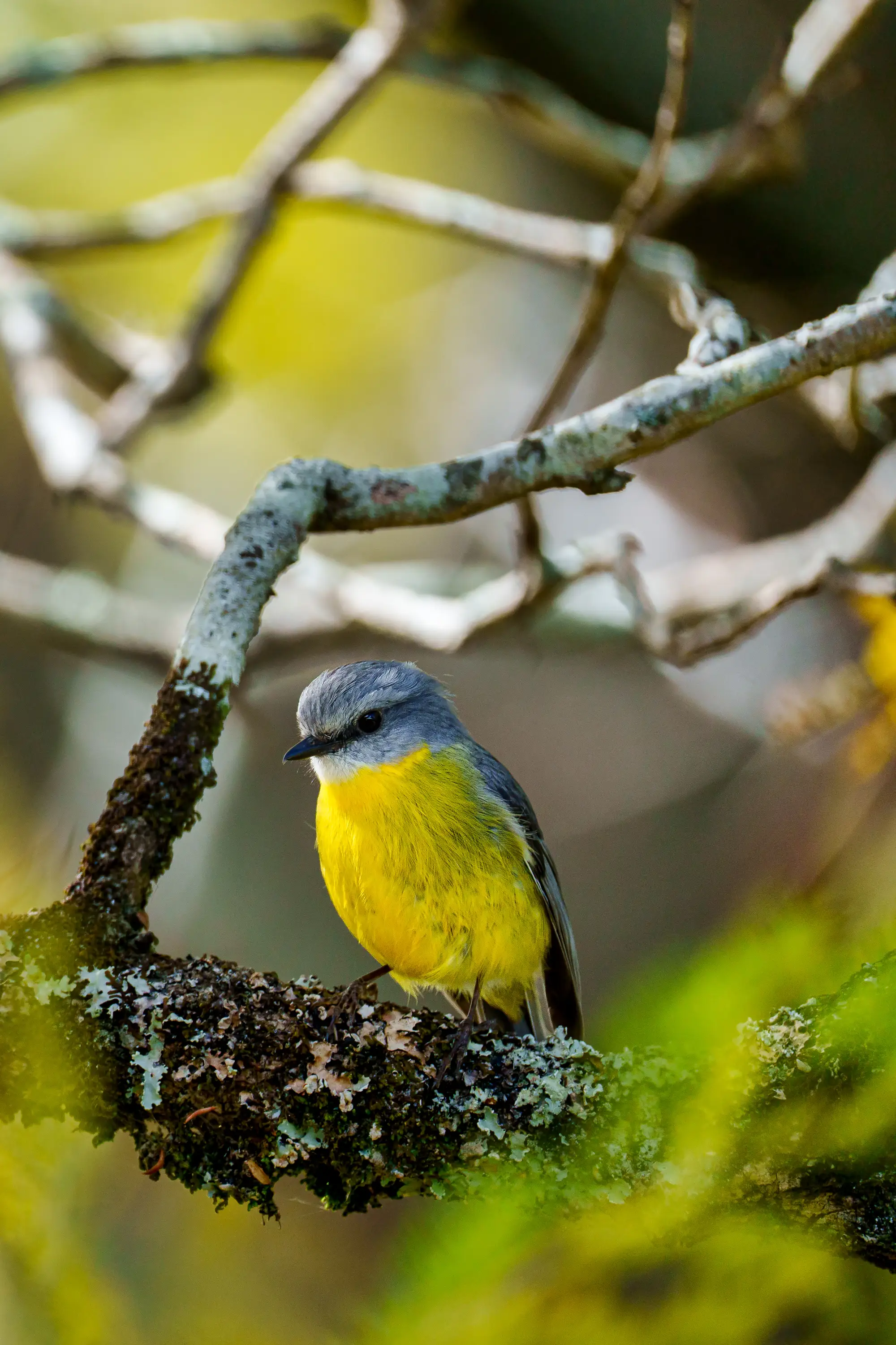 Eastern yellow robin perched on a mossy branch amid soft forest light in Australia.