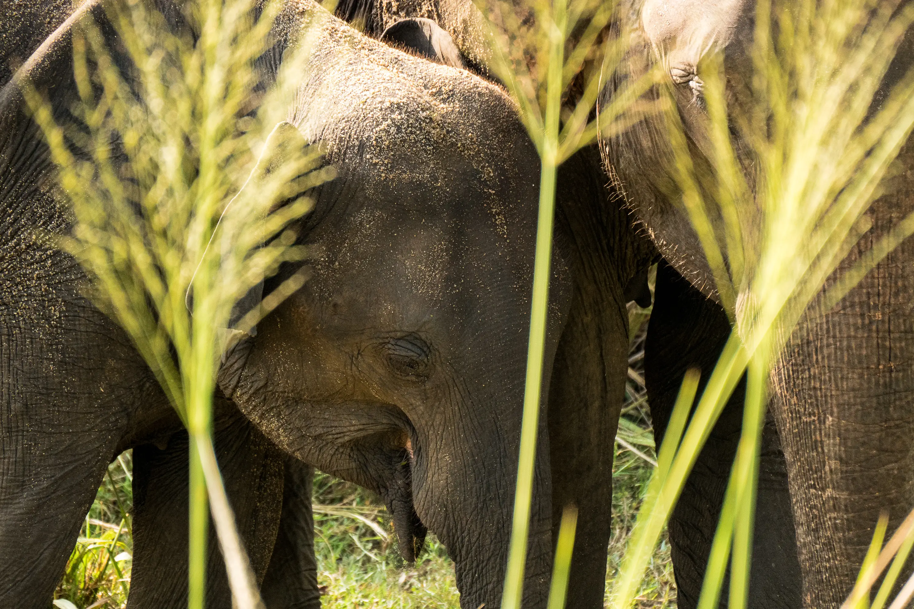 Young elephant calf sheltered among adults of its herd in Sri Lanka’s wilderness.