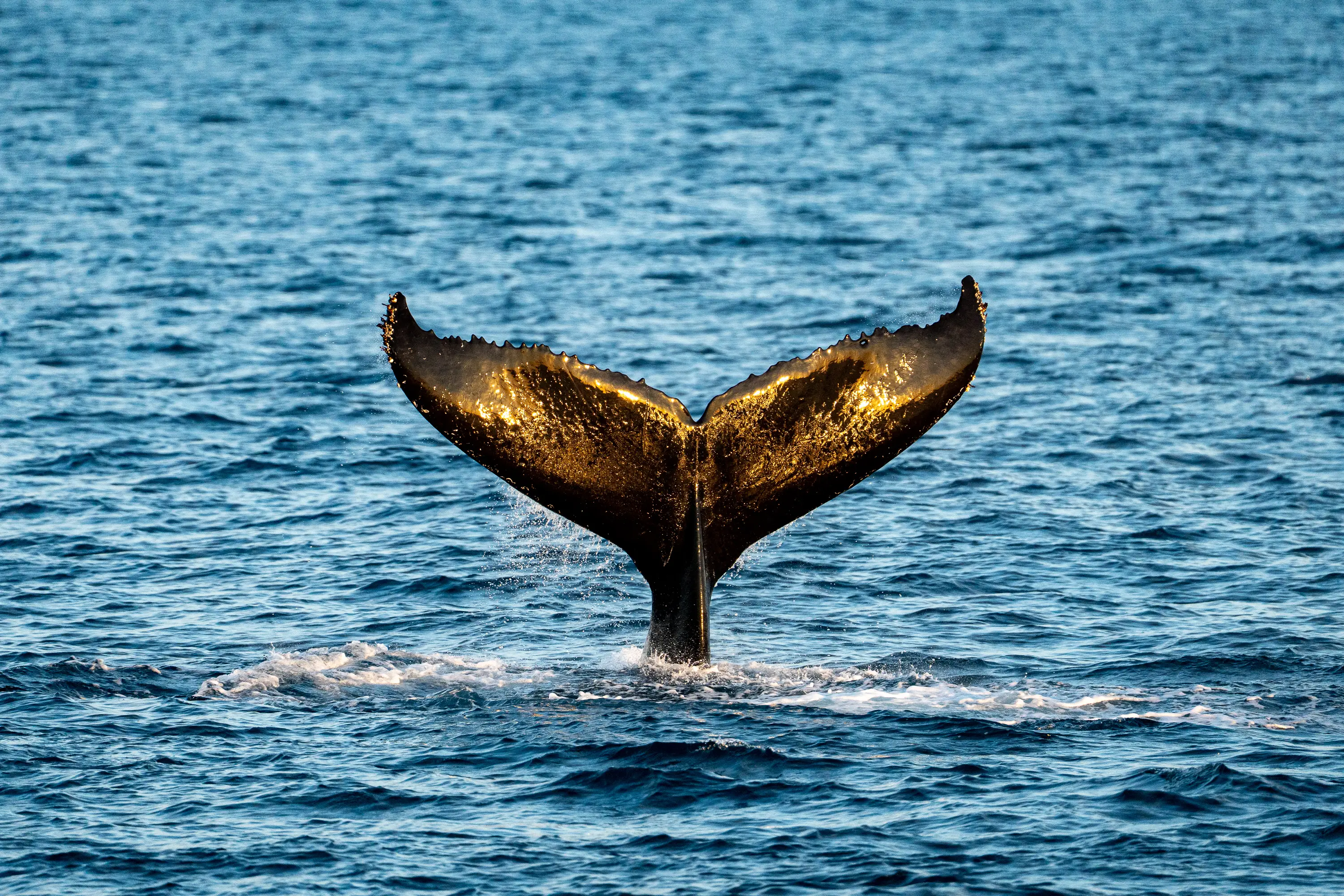 Sunlit humpback whale tail emerging from the ocean near Broome, Western Australia.