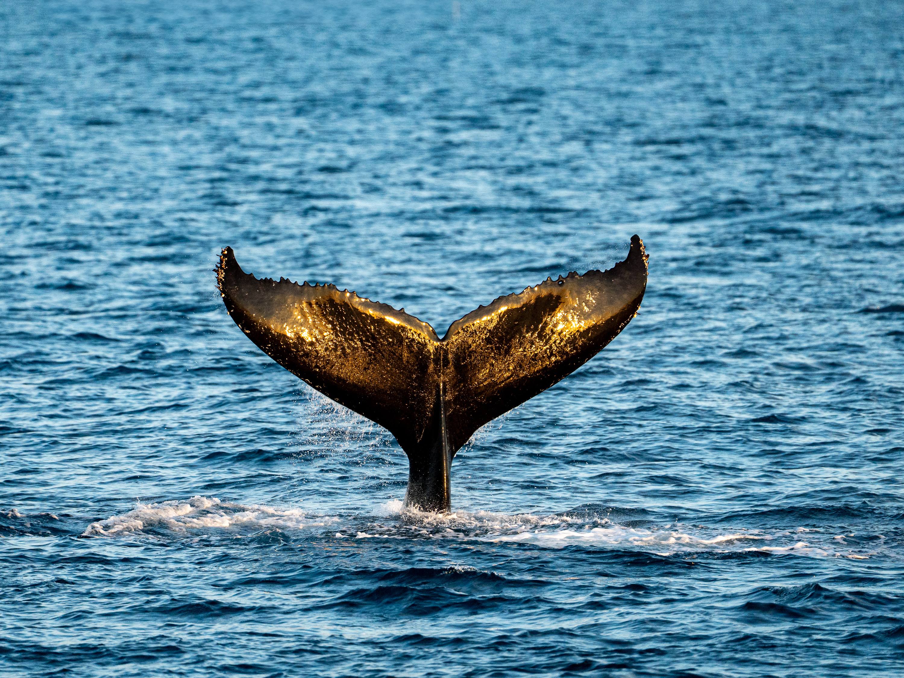 Sunlit humpback whale tail emerging from the ocean at Ningaloo Reef, Western Australia.