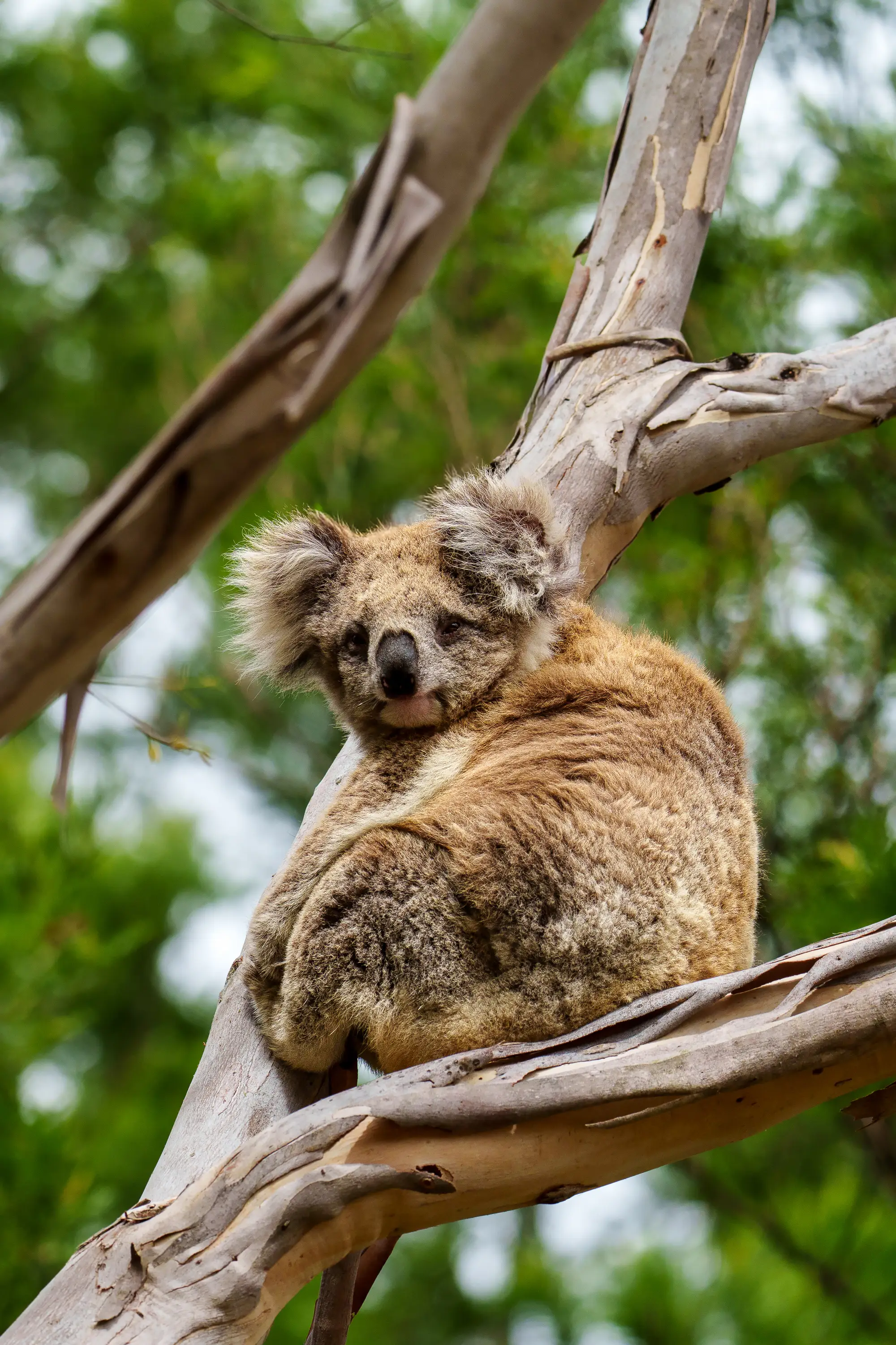 Koala resting on a eucalyptus branch surrounded by lush green forest in Australia.