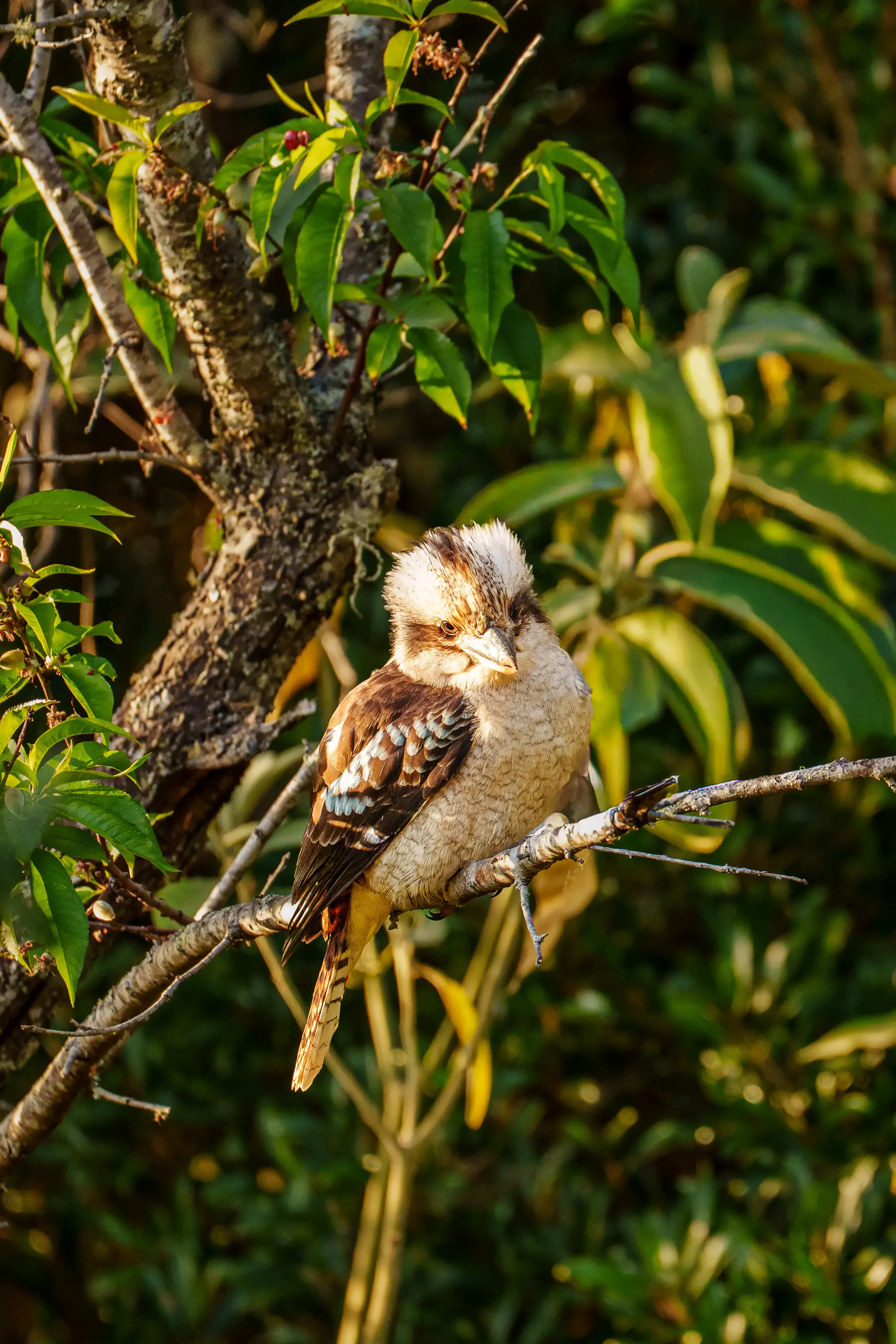 Laughing kookaburra sitting on a sunlit branch surrounded by green foliage in Australia.