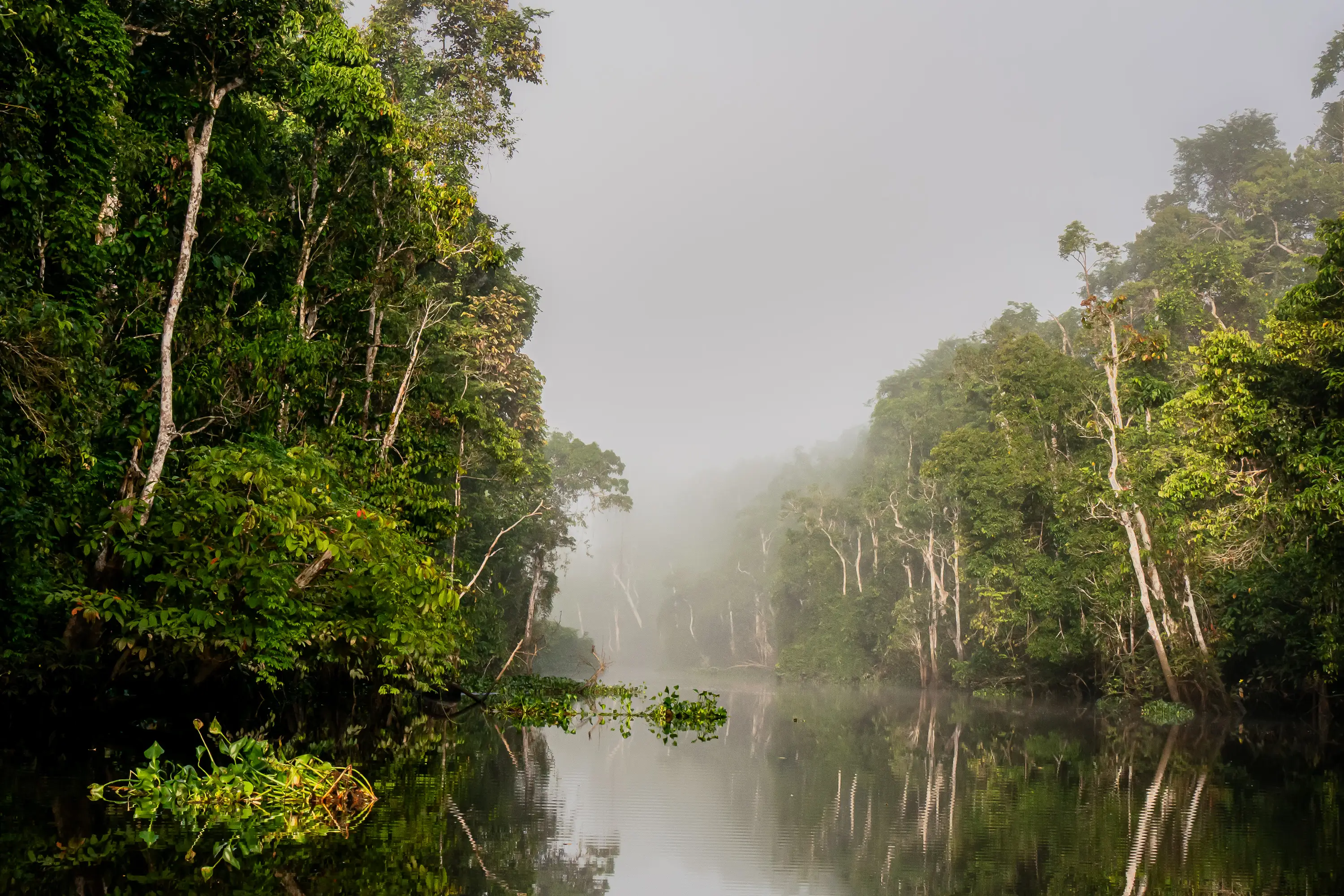 Mist rising over a calm rainforest river at sunrise in Borneo.