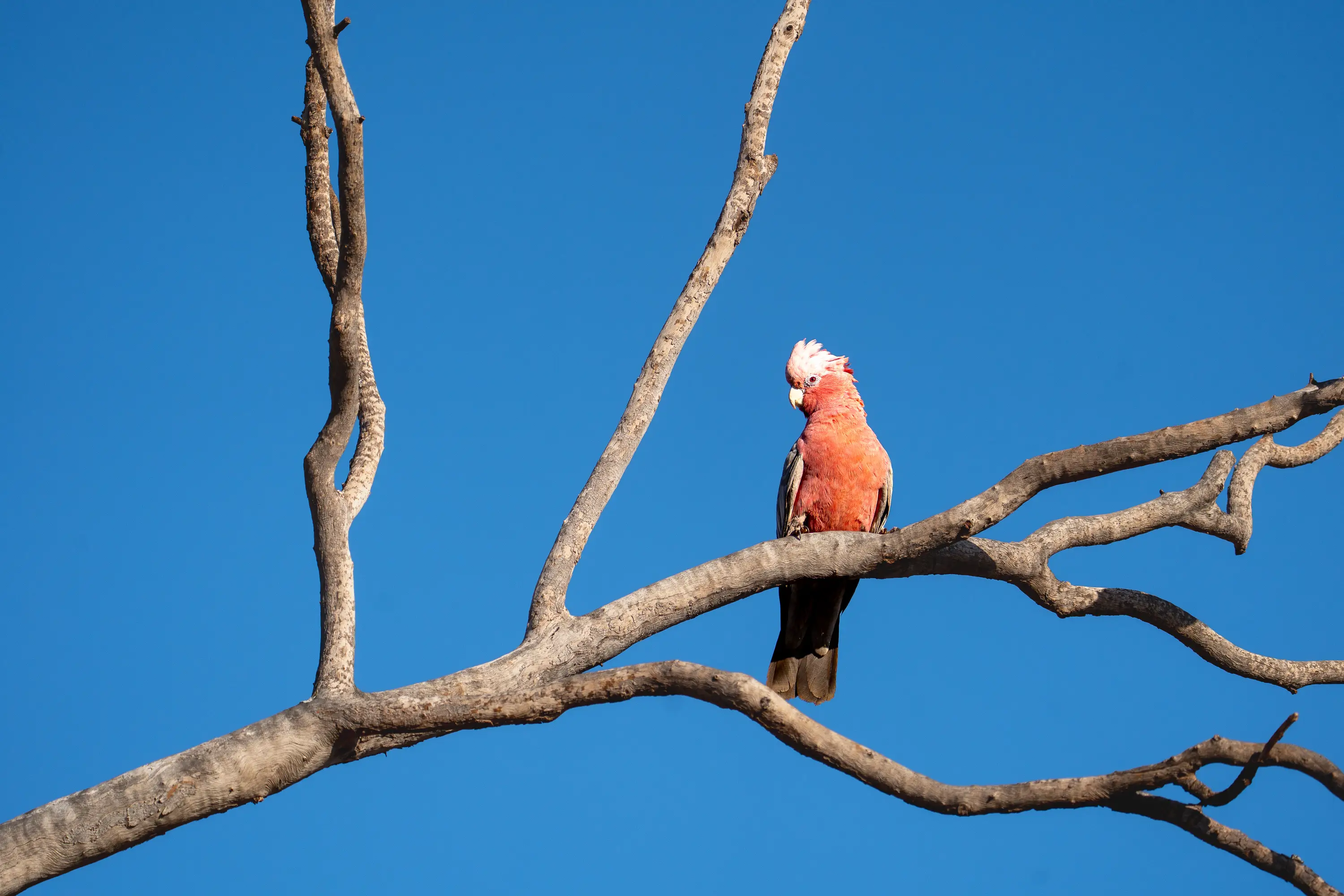 Pink galah cockatoo perched on a bare branch against a vivid blue Australian sky.