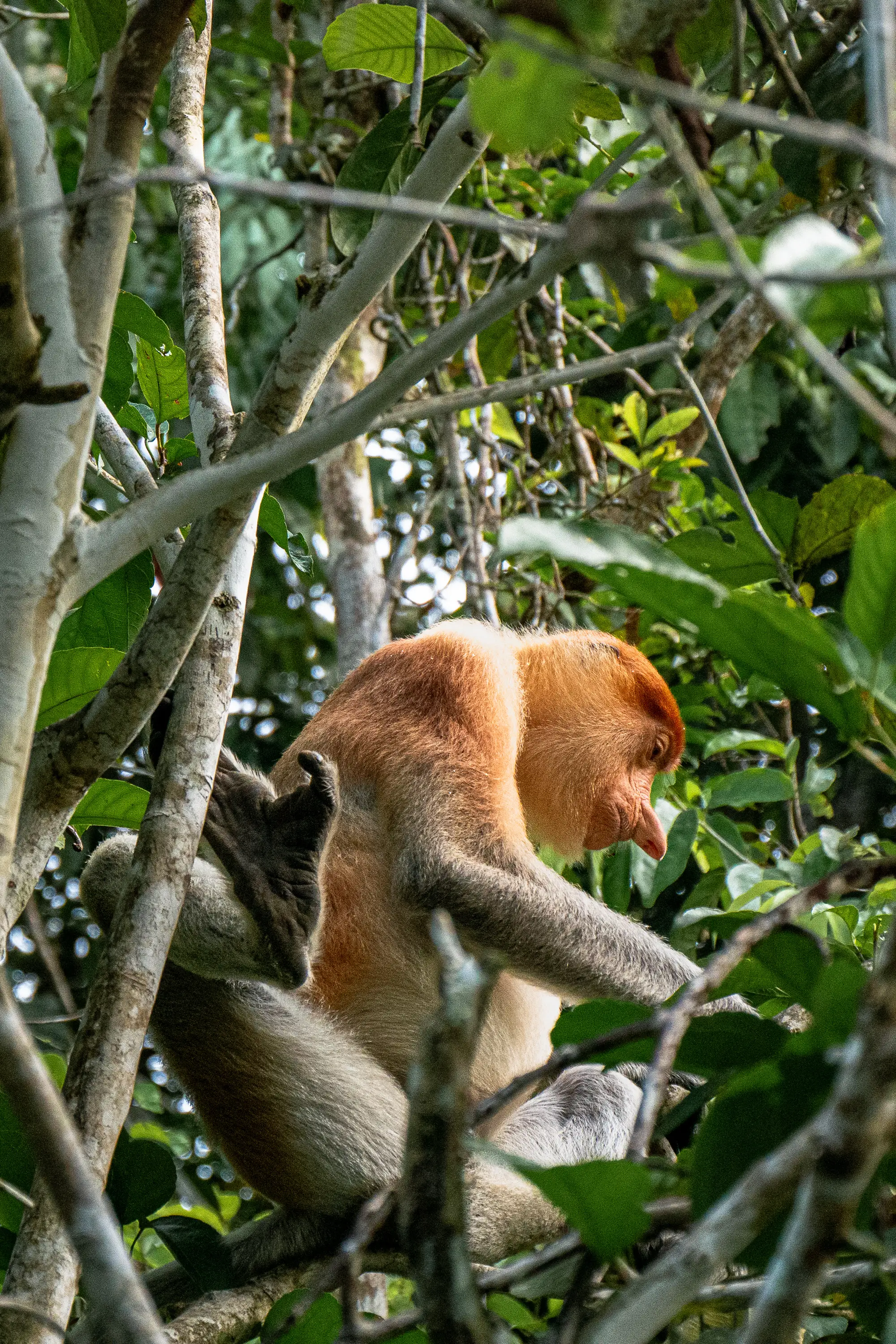 Proboscis Monkey nestled in the rainforest at the Kinabatangan River in Malaysia.