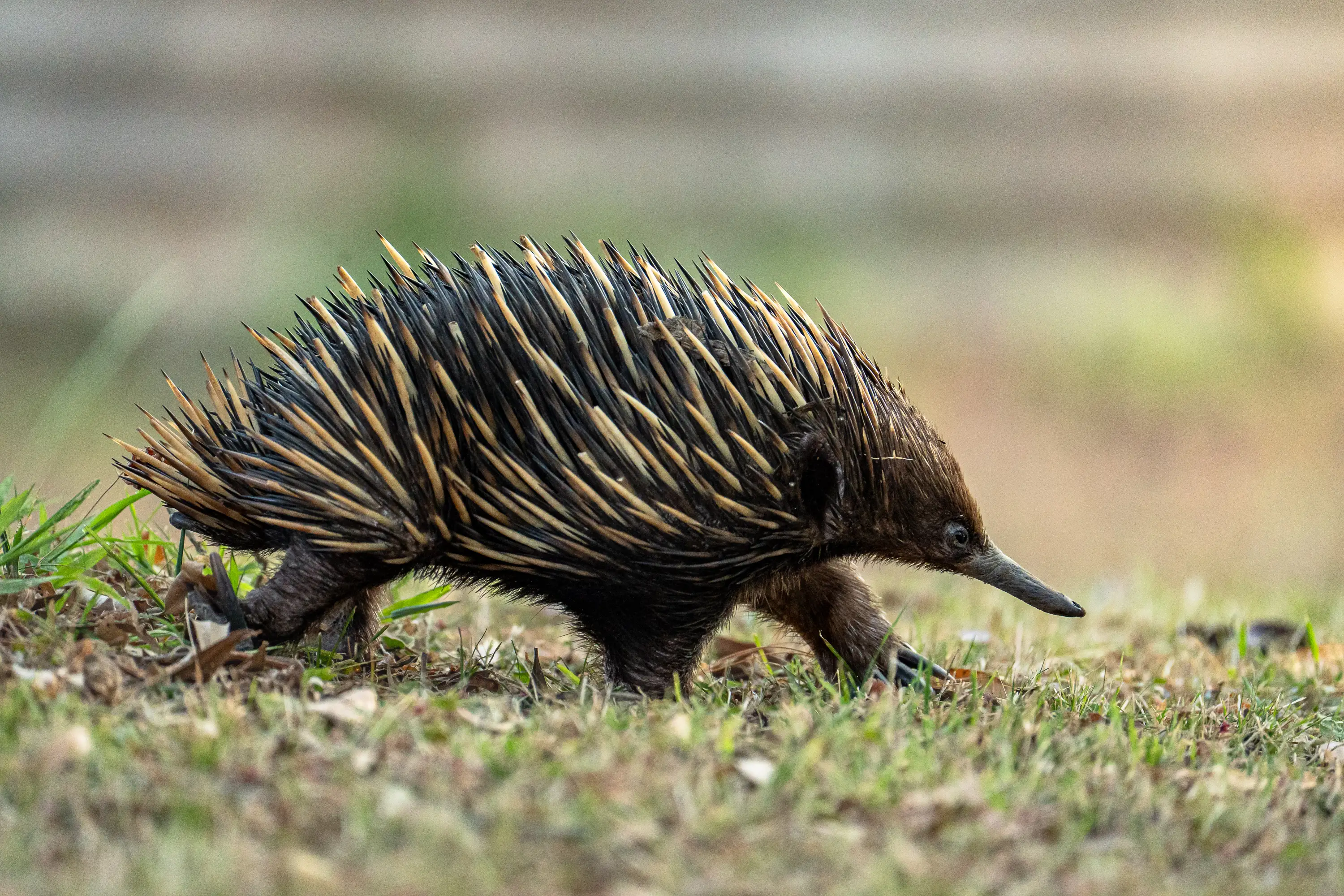 Short-beaked echidna walking through grass in Australian bushland.
