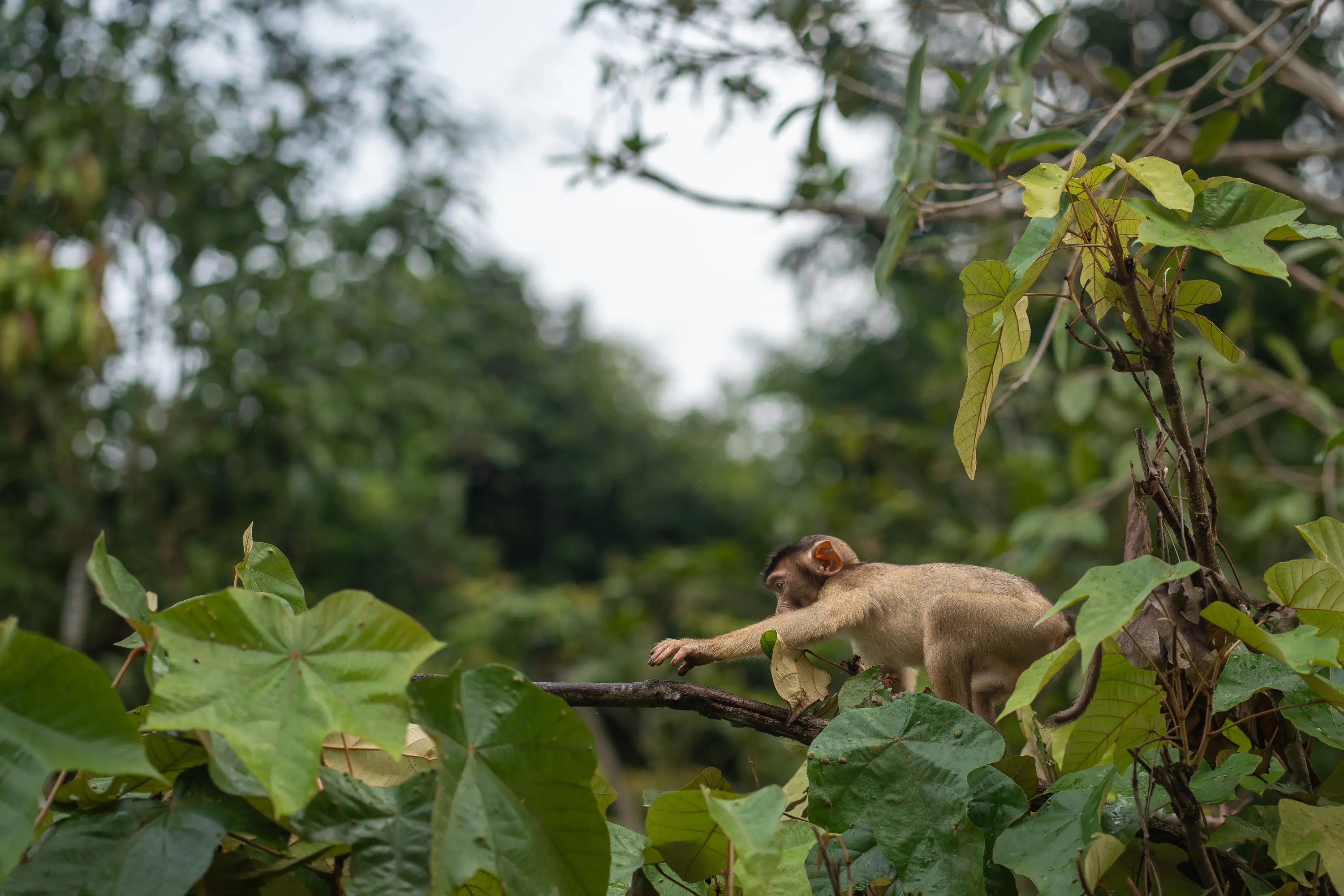 Toque macaque stretching across tree branches in Sri Lanka’s tropical jungle.