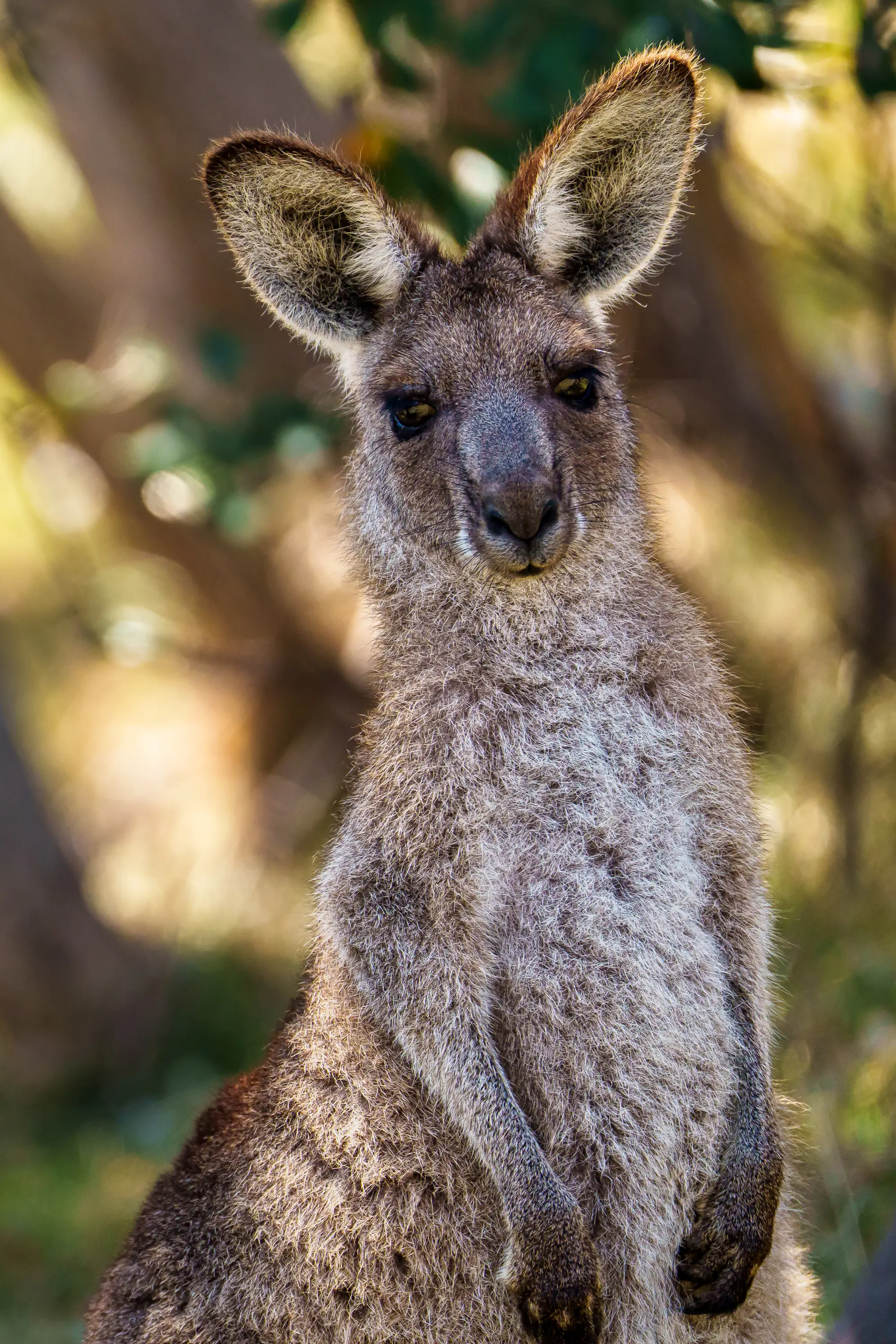 Western grey kangaroo standing alert among eucalyptus trees in Australia.
