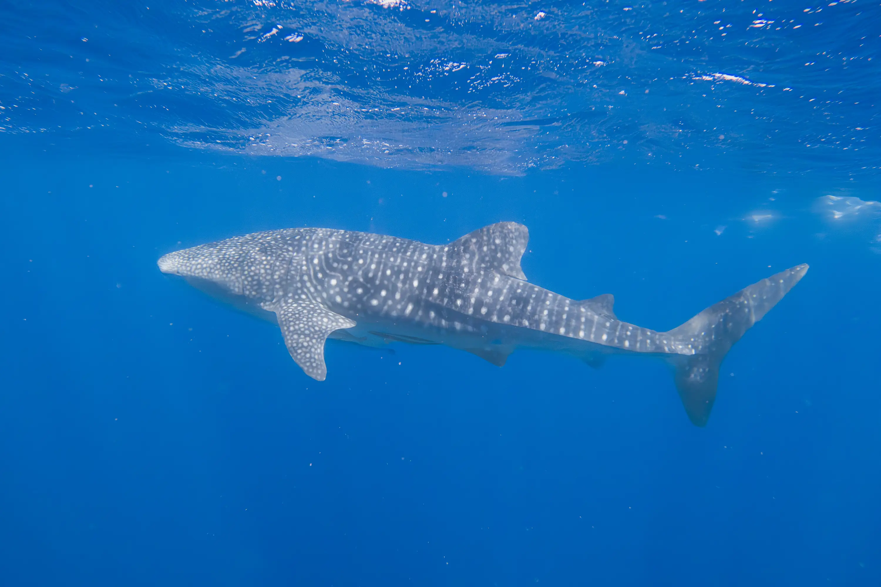 Whale shark swimming peacefully in the blue waters of the Indian Ocean.