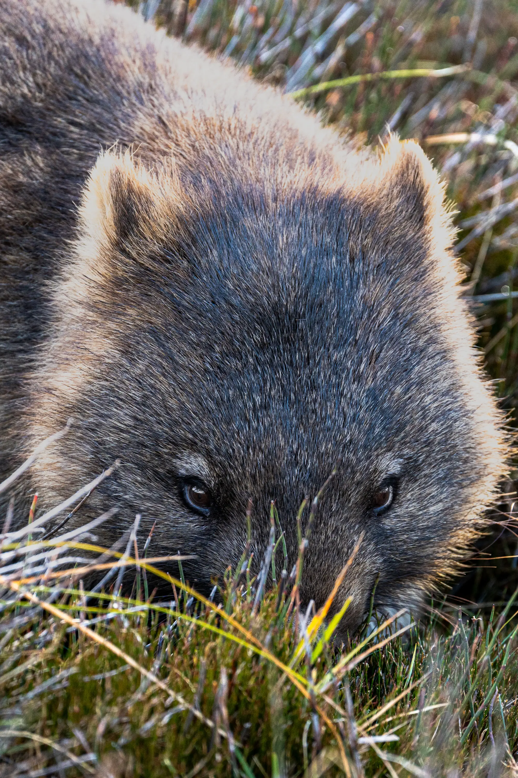 Close-up of a wombat foraging in tall grass at sunrise in Tasmania.