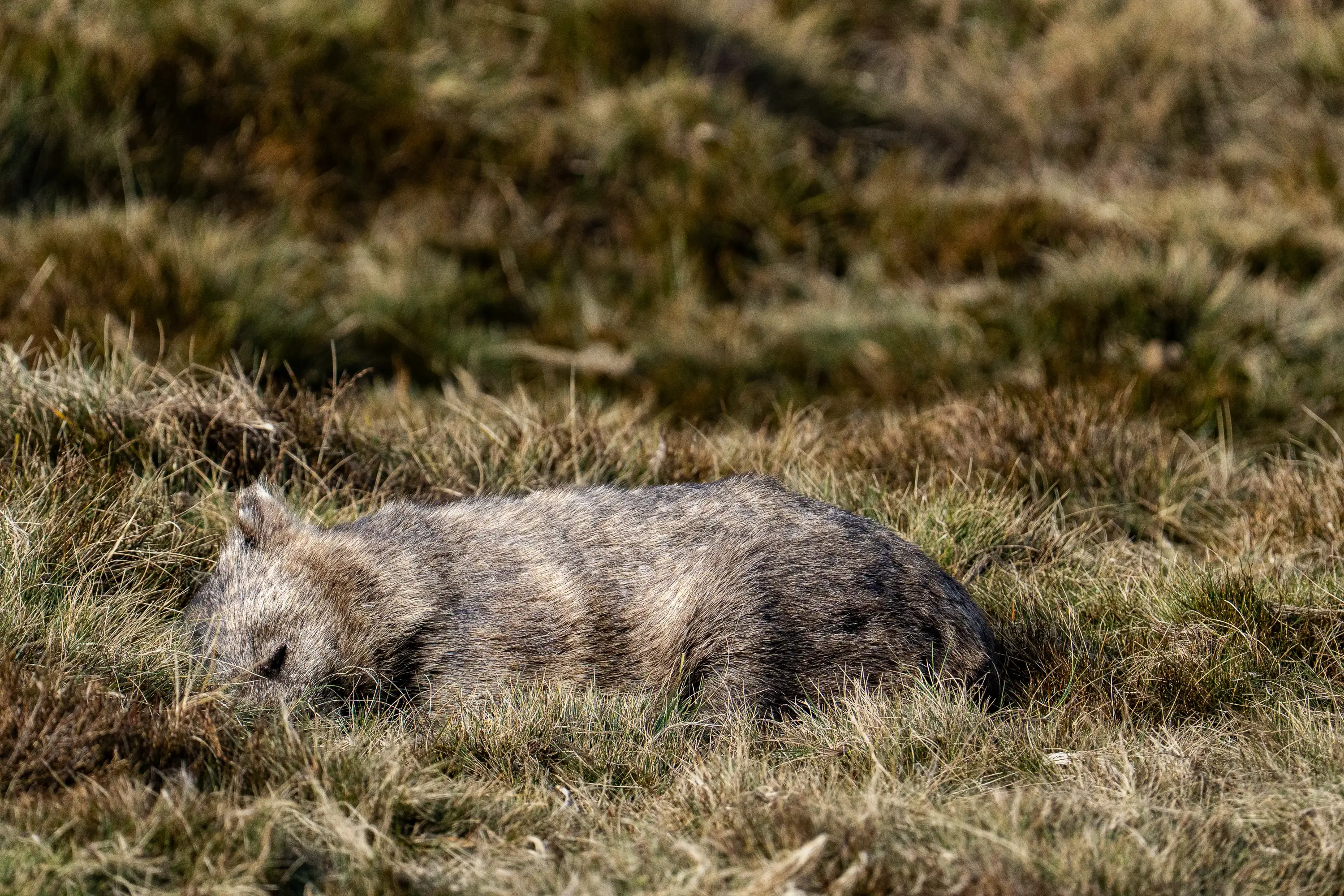 Common wombat resting in open grassland on a sunny day in Tasmania’s highlands.